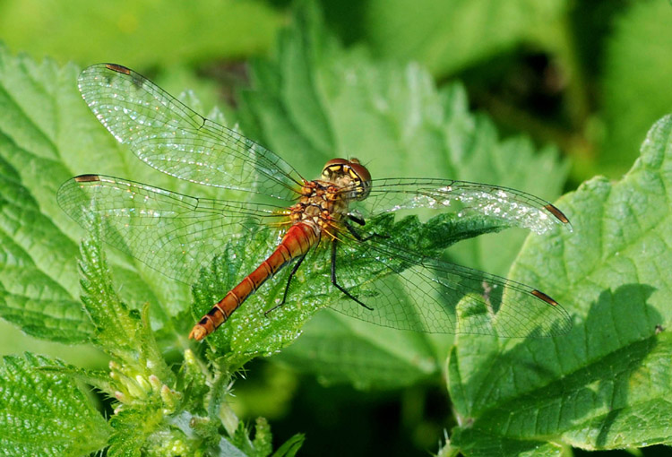 Aiuto det.: Sympetrum sanguineum, femmina rossa